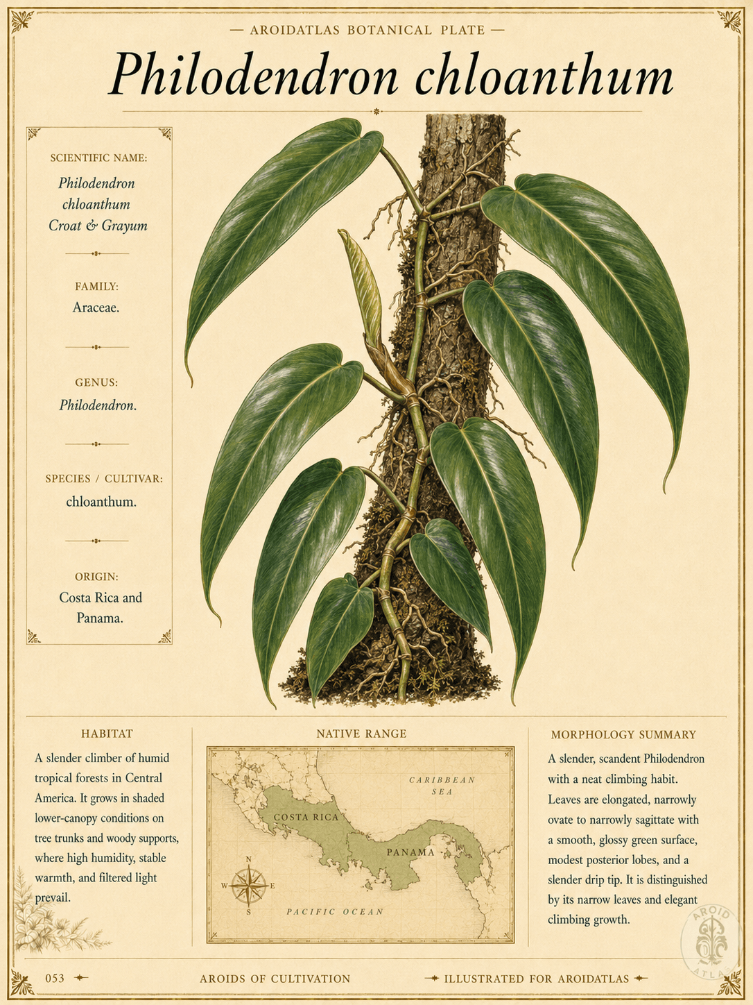 Philodendron chloanthum