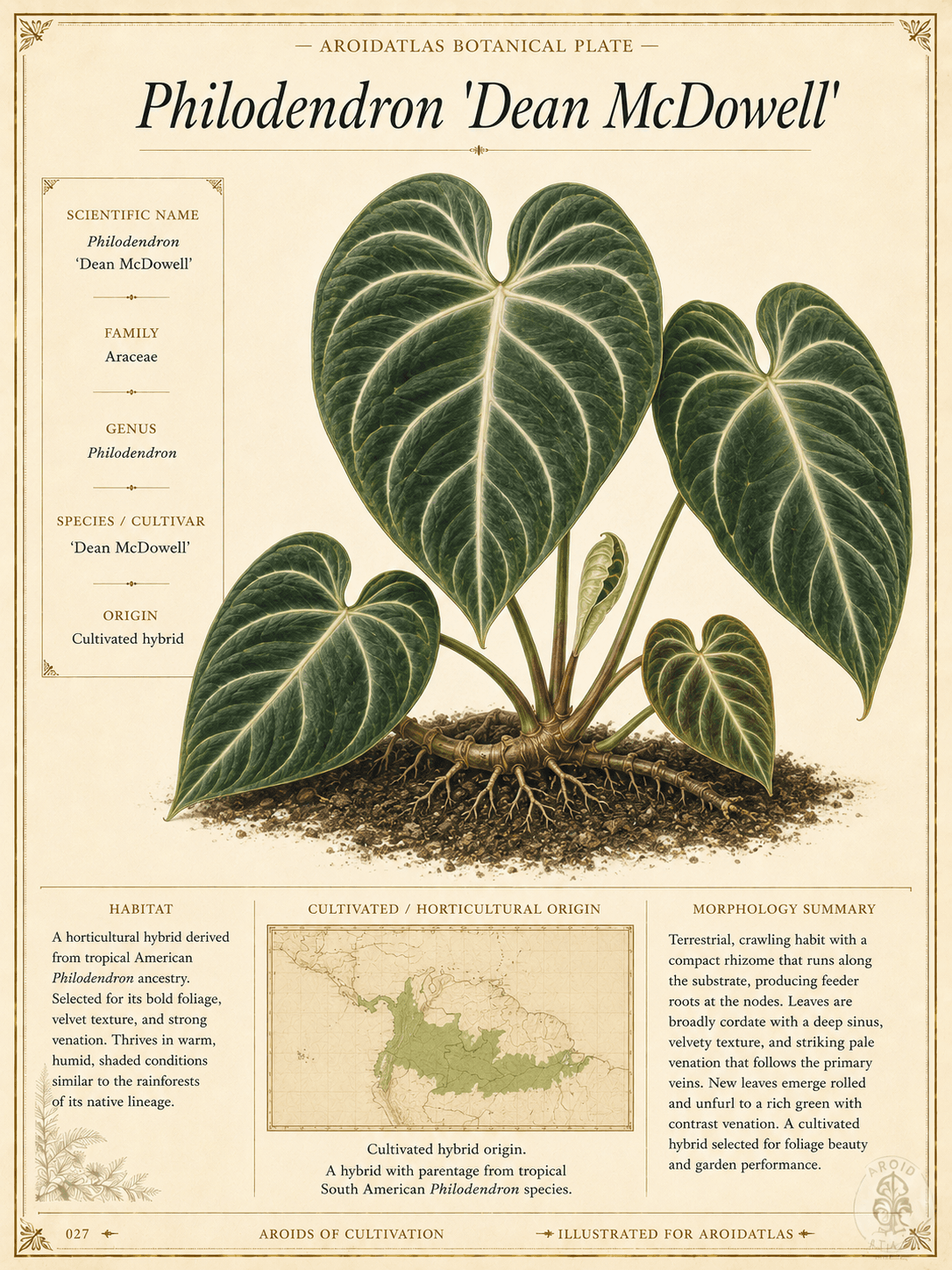 Dean McDowell Philodendron