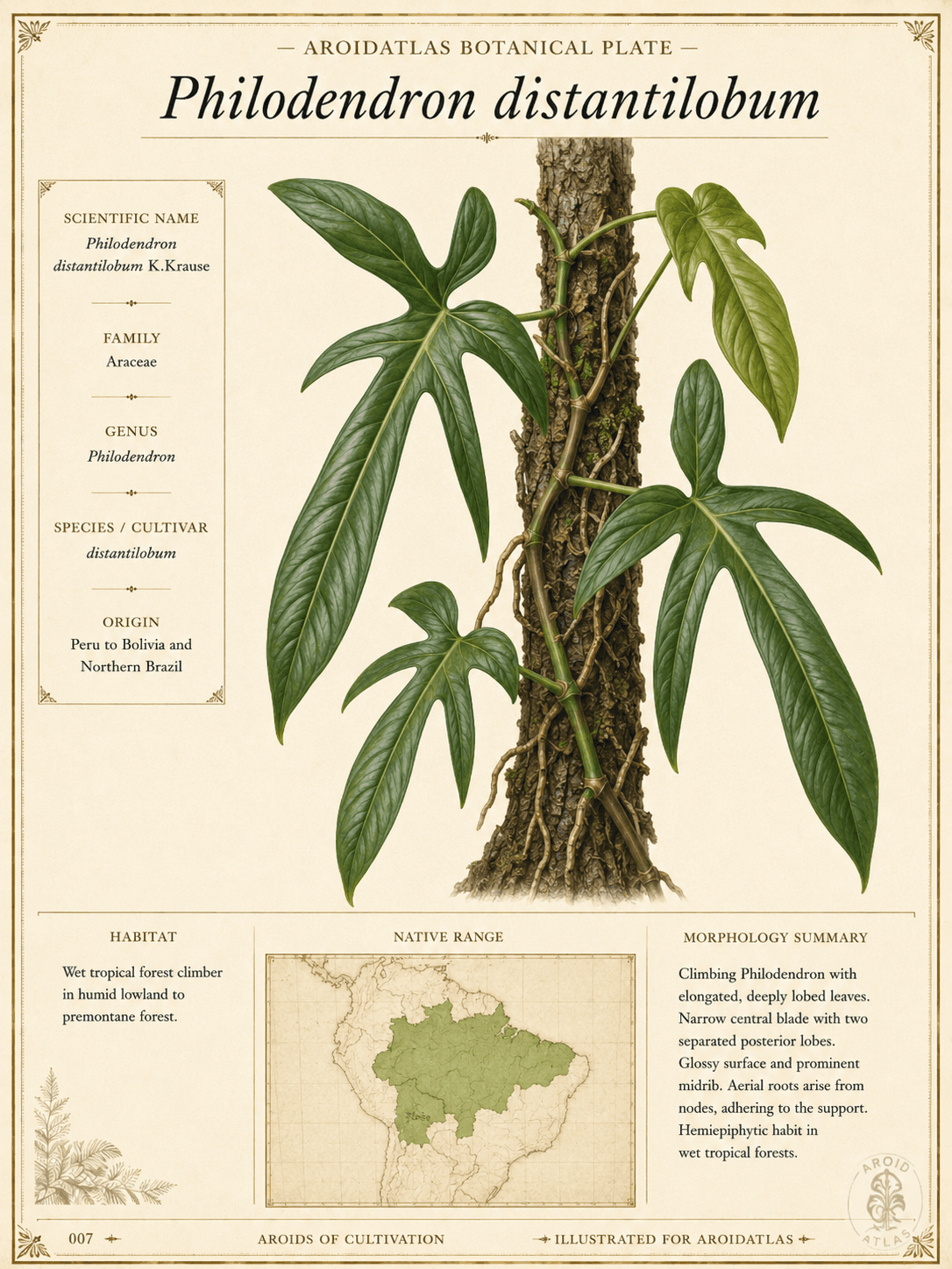 Claw-Leaf Philodendron