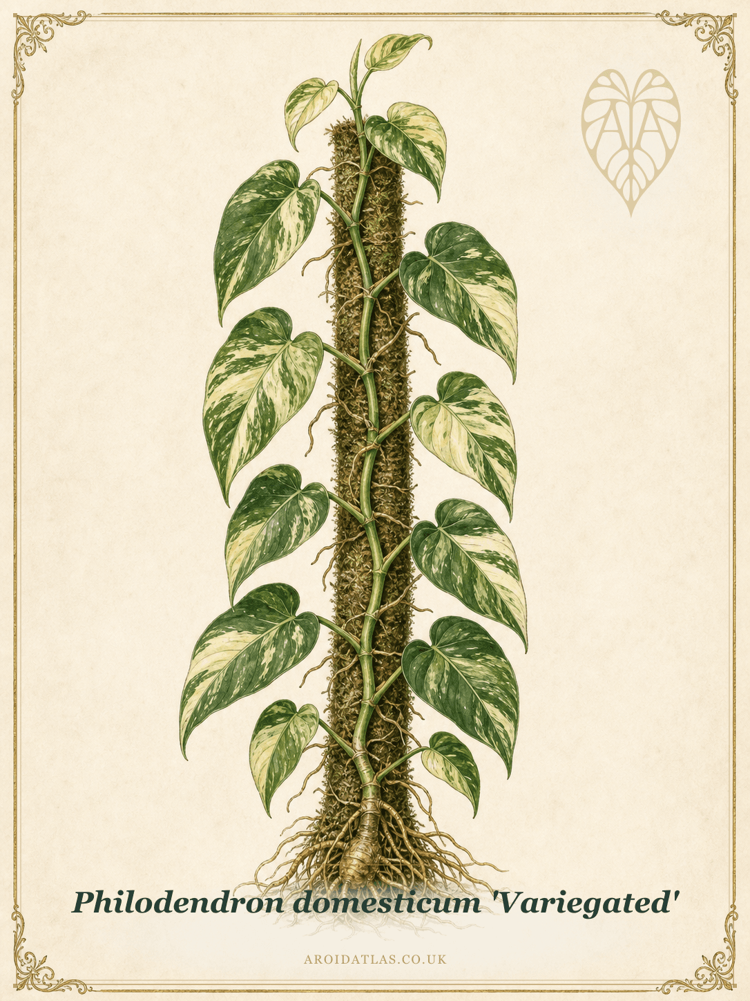 Variegated Spade-Leaf Philodendron