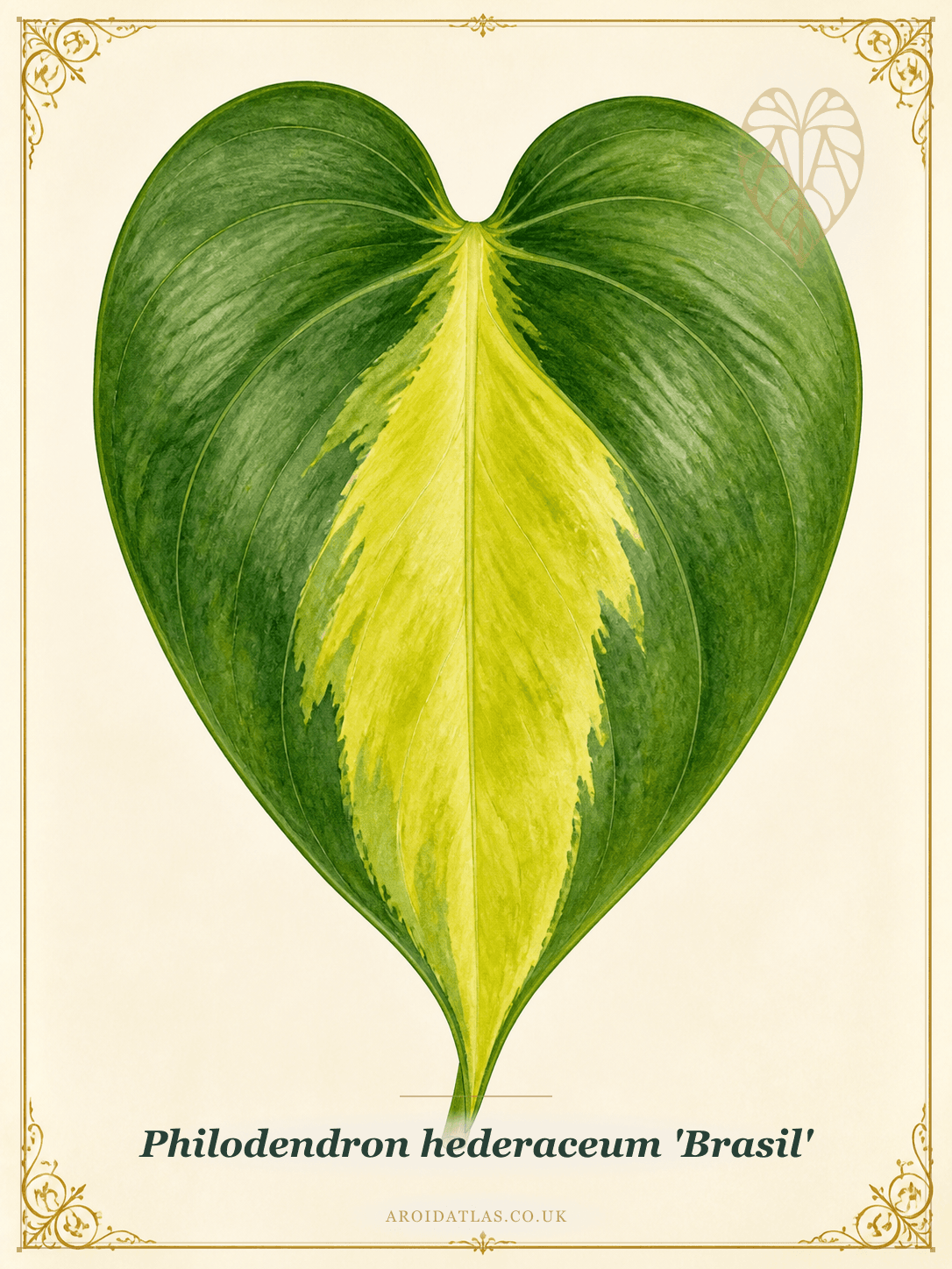 Brasil Heartleaf Philodendron