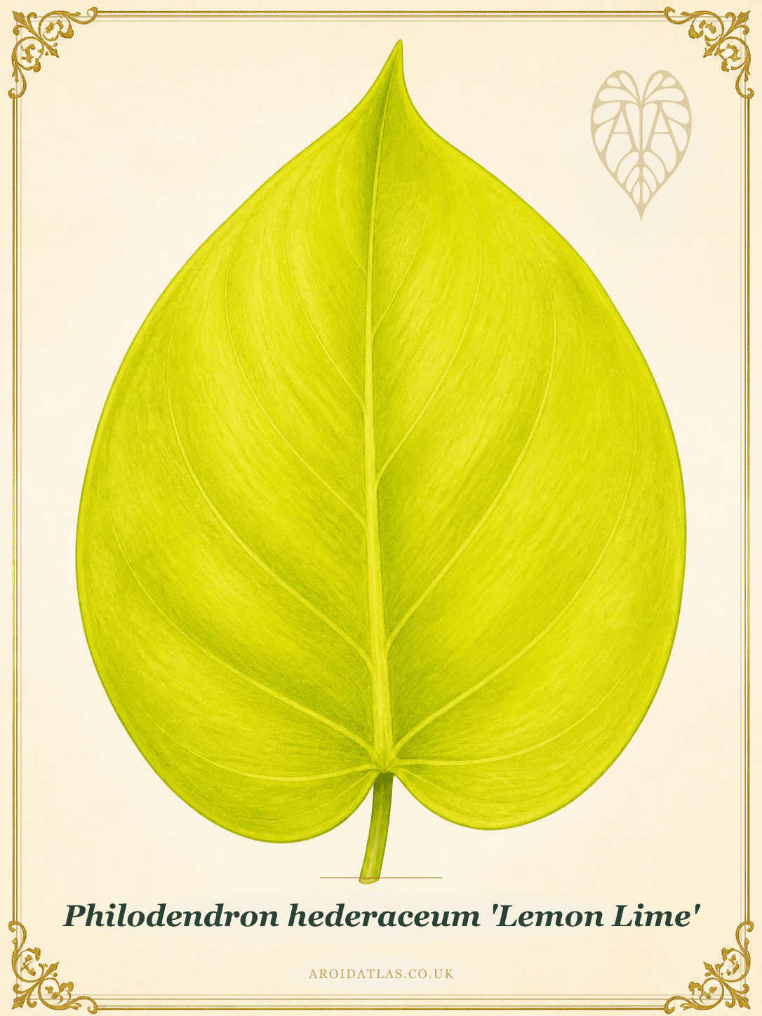 Lemon Lime Heartleaf Philodendron