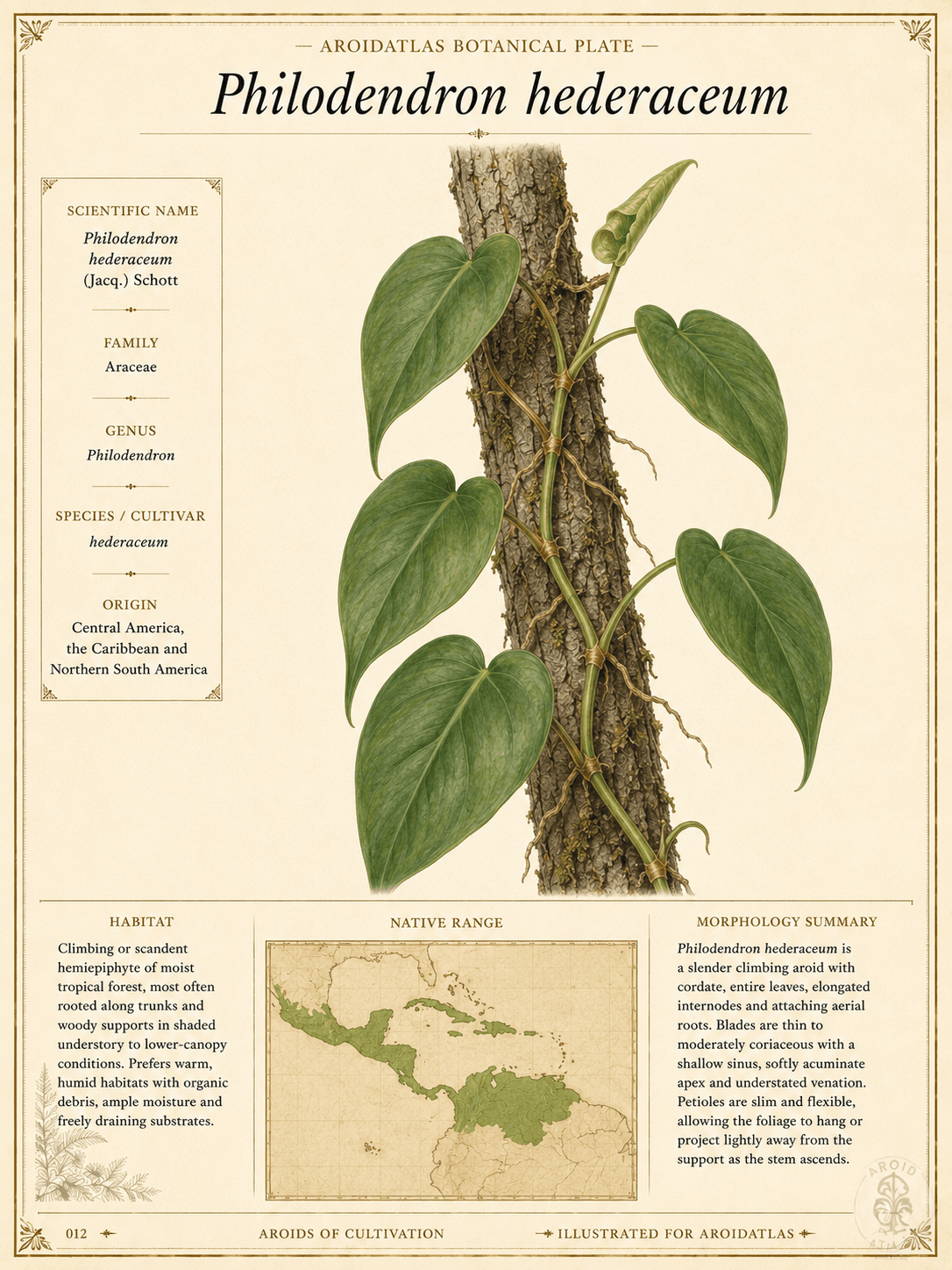 Heartleaf Philodendron
