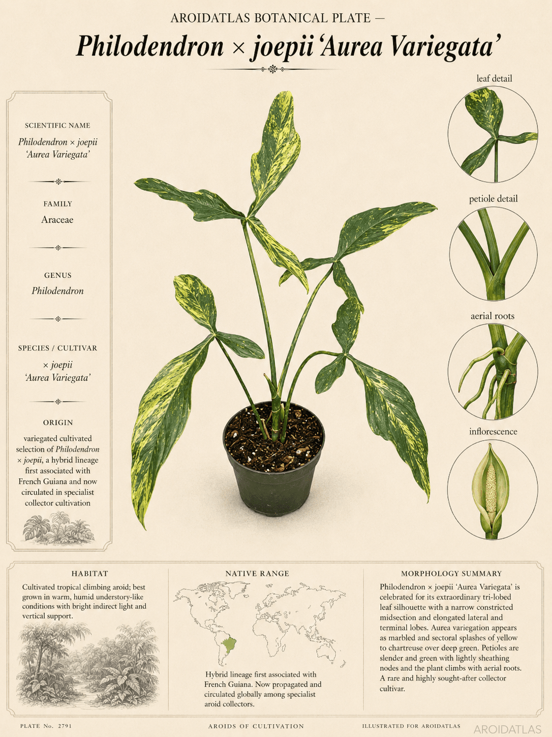Philodendron x joepii 'Aurea Variegata'