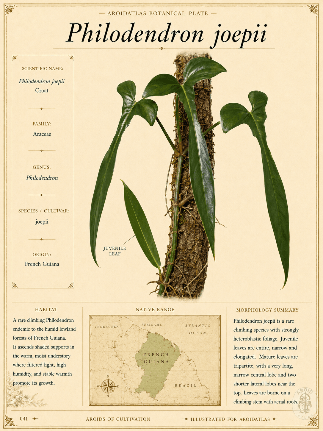 Joepii Philodendron