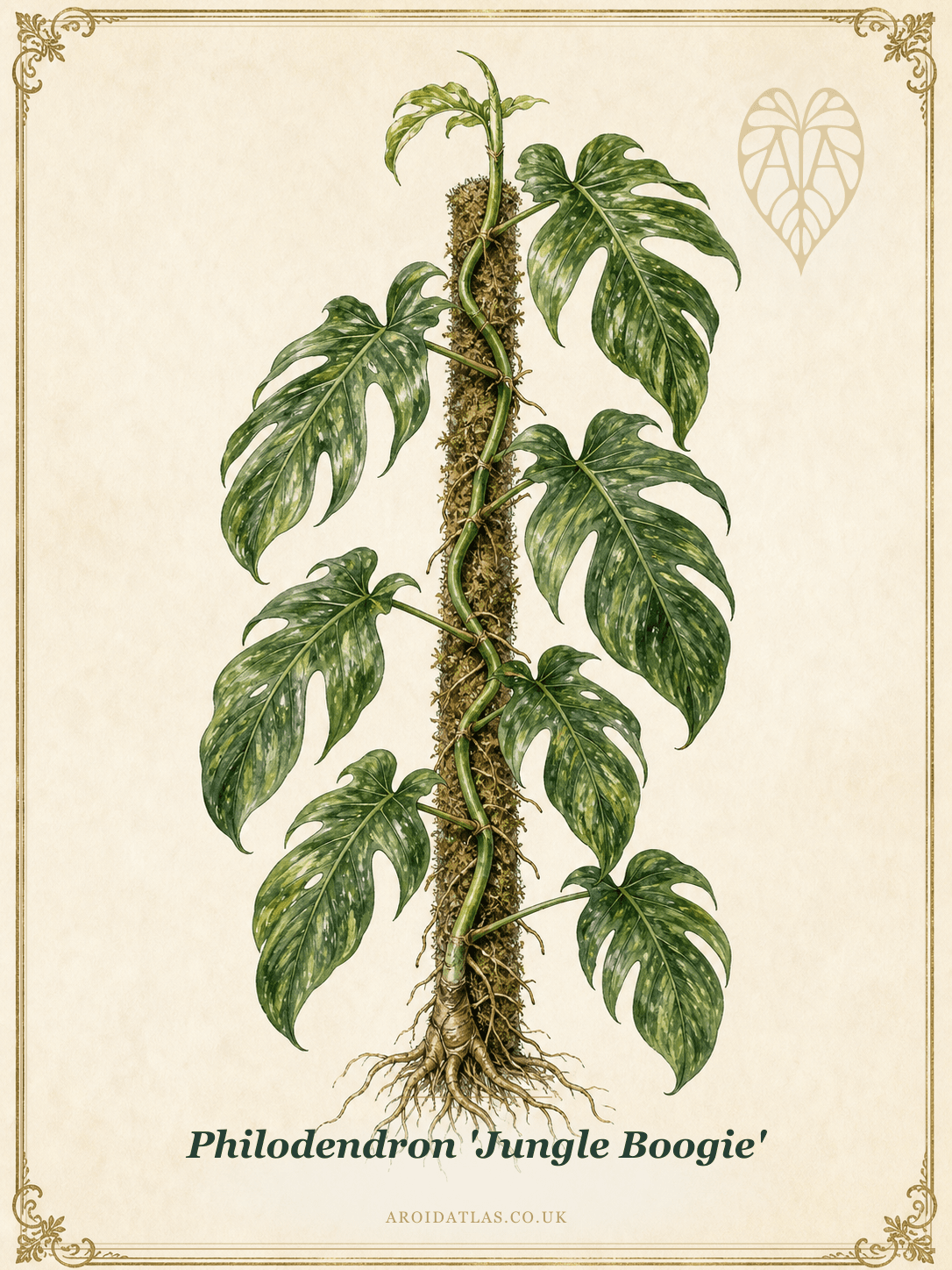 Jungle Boogie Philodendron
