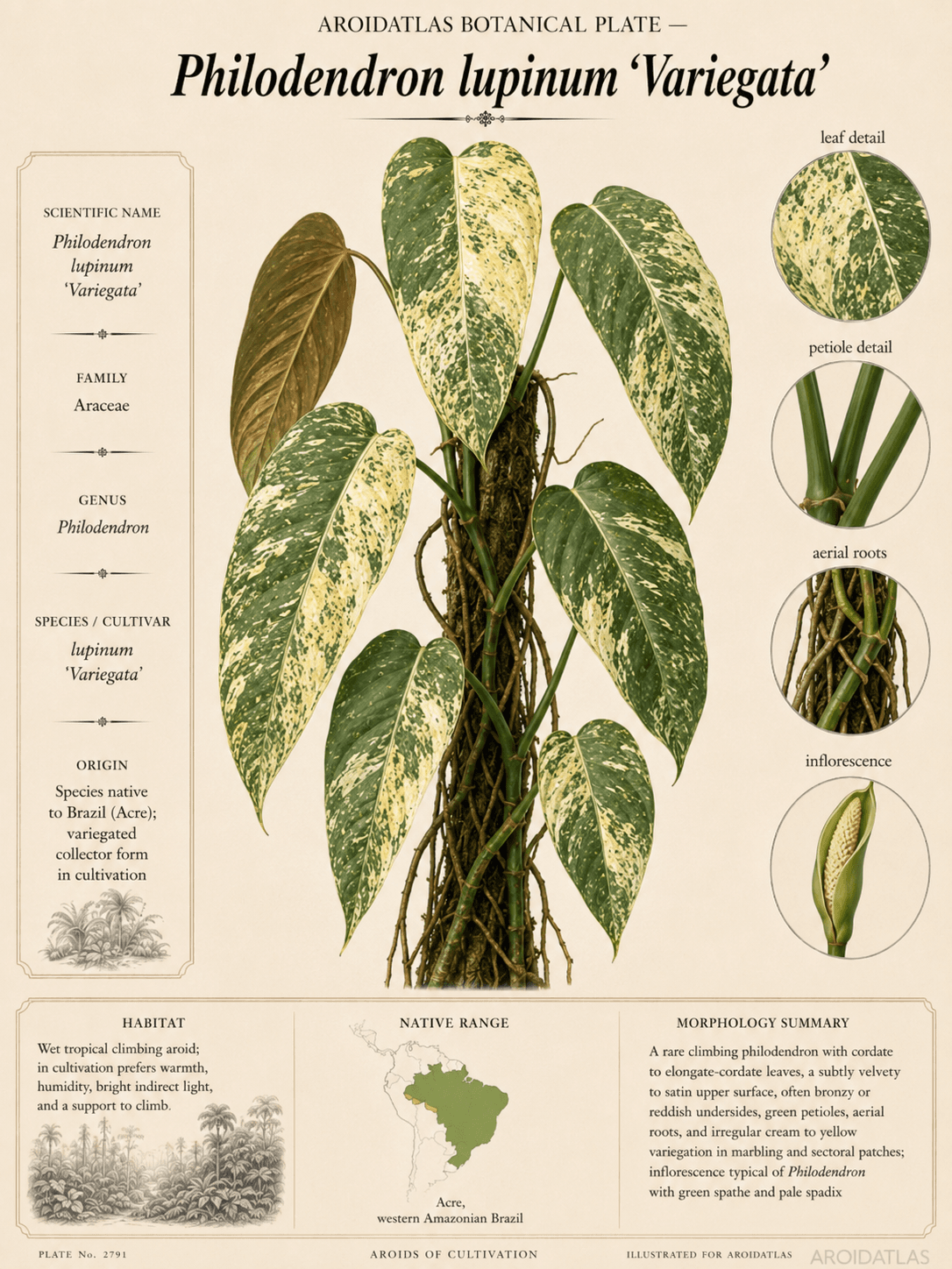 Variegated Lupinum Philodendron
