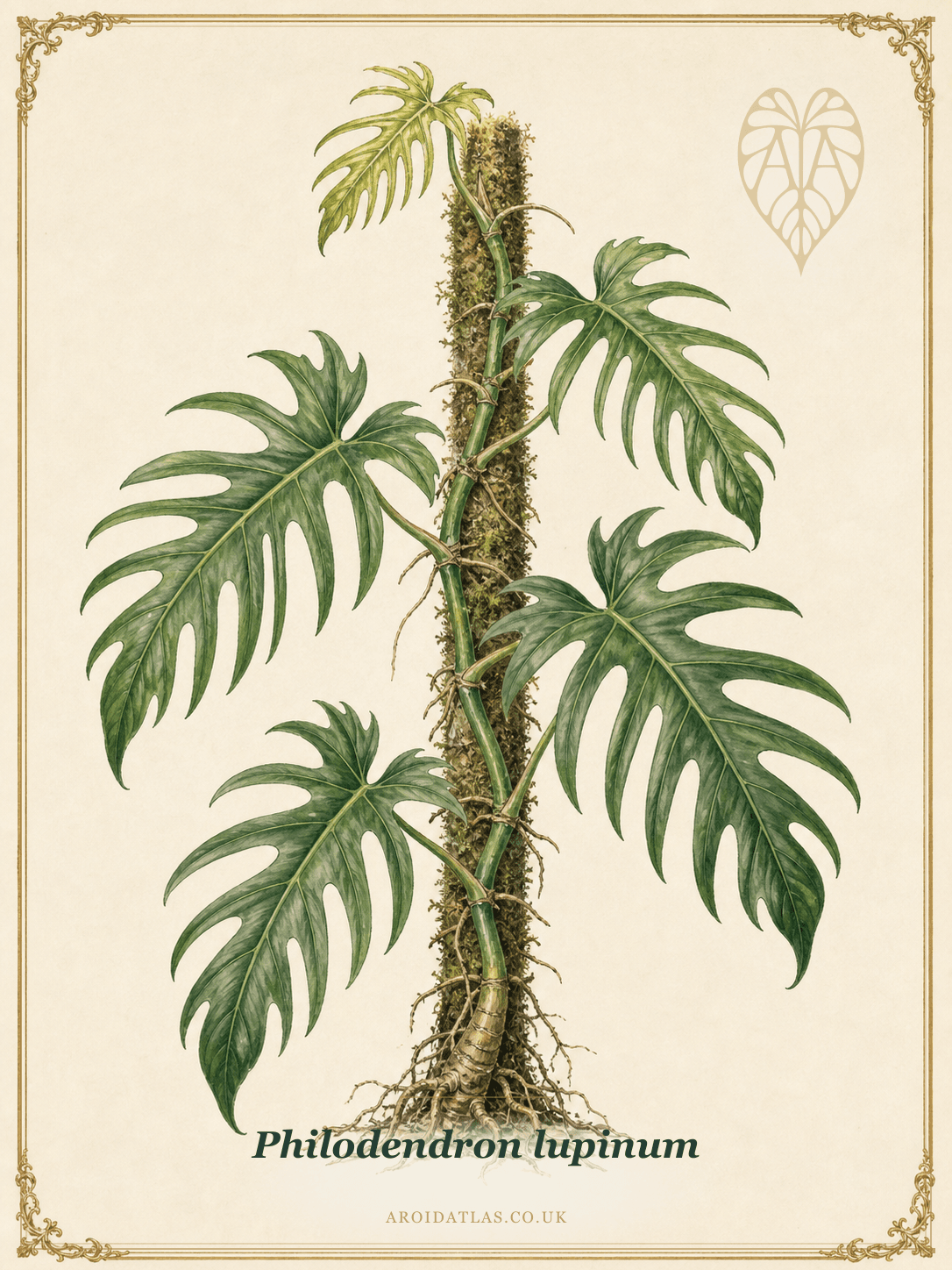 Philodendron lupinum