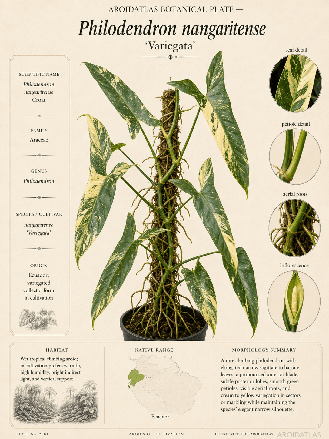 Variegated Nangaritense Philodendron