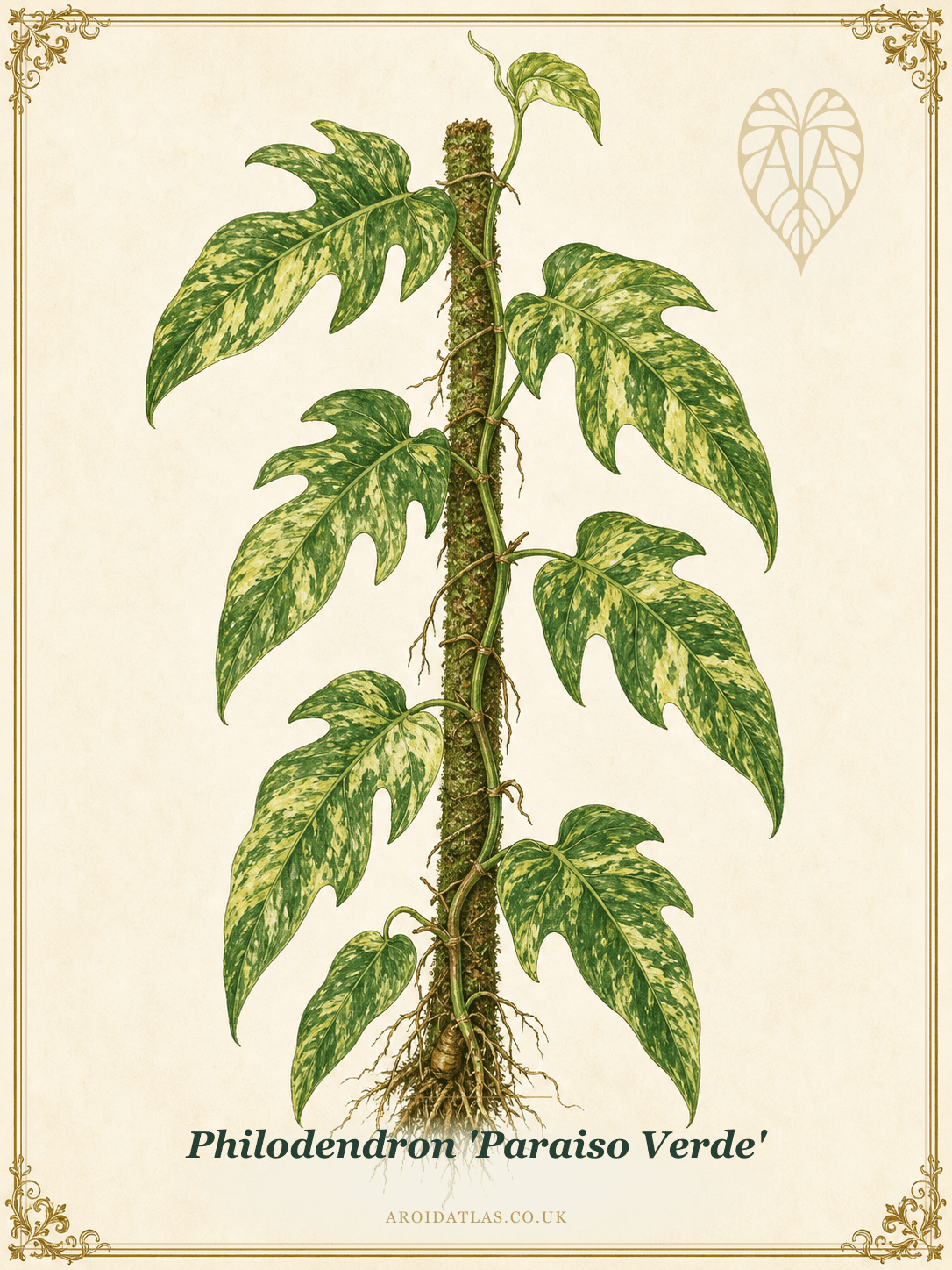 Paraiso Verde Philodendron