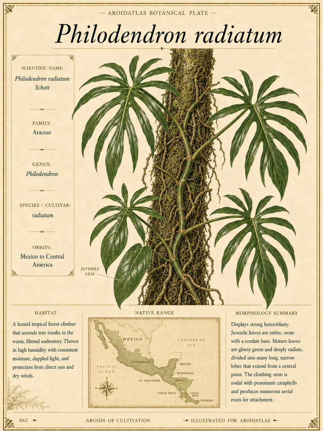 Philodendron radiatum