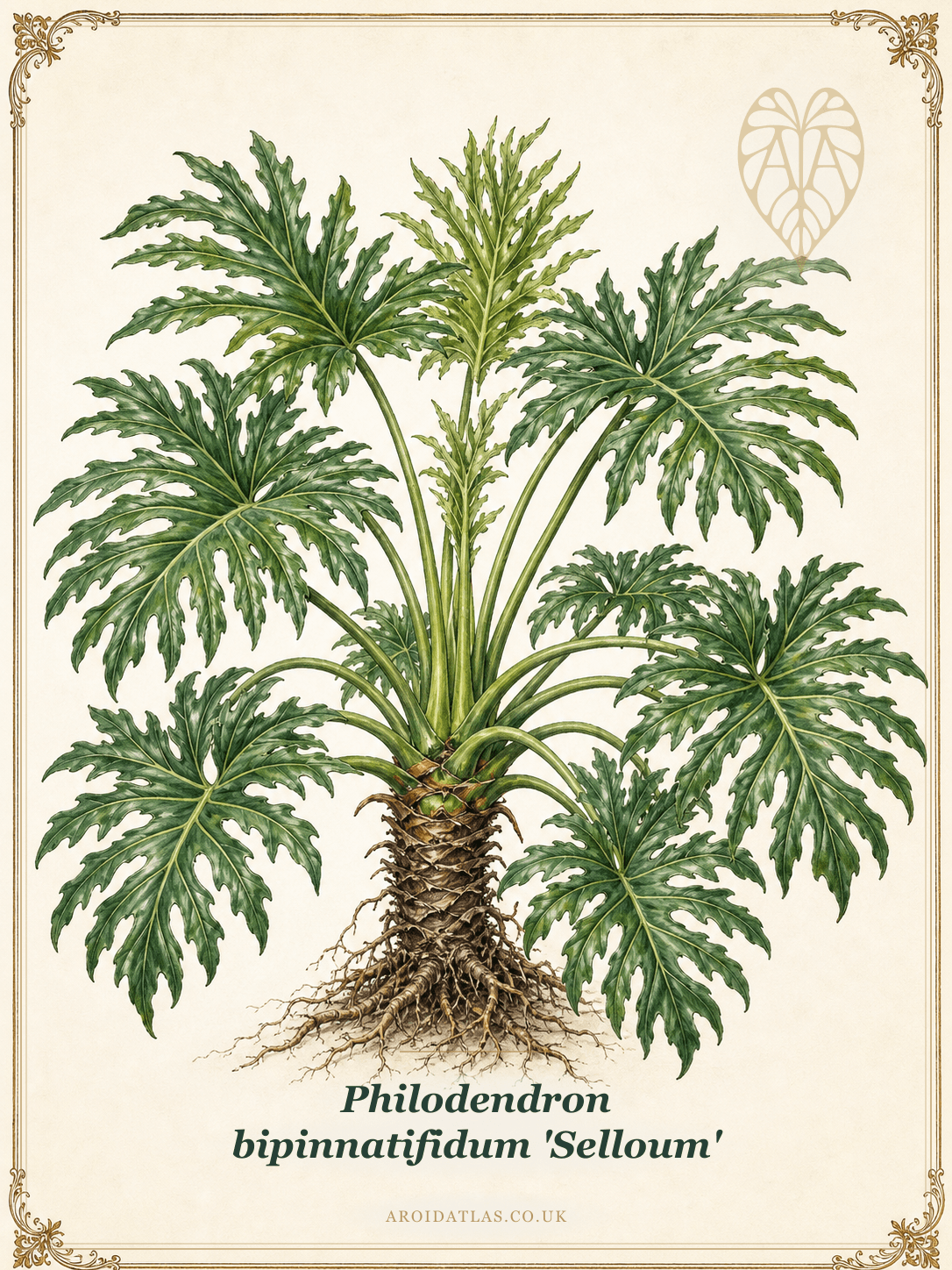 Philodendron bipinnatifidum 'Selloum'