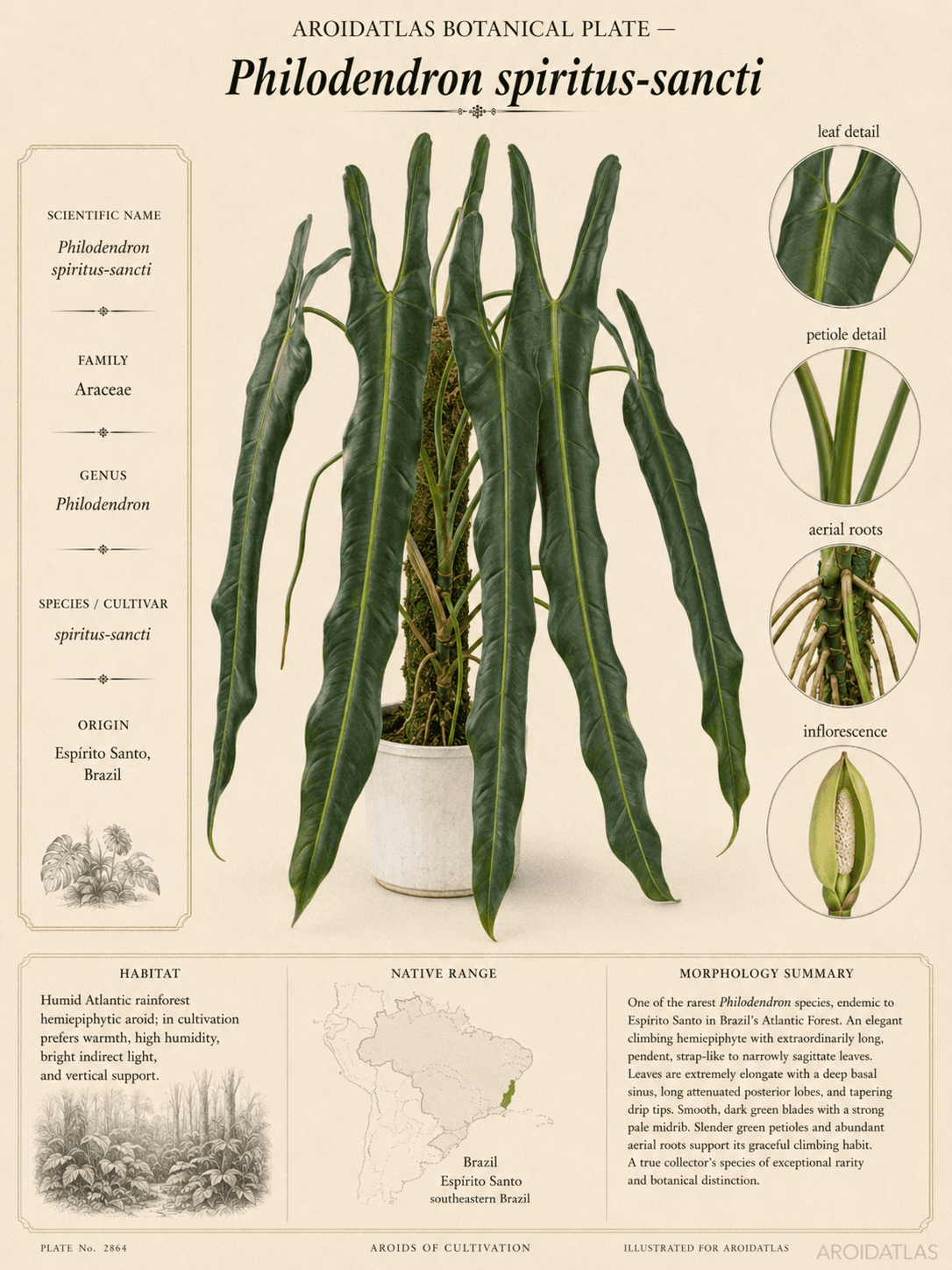 Philodendron spiritus-sancti — Hero Specimen