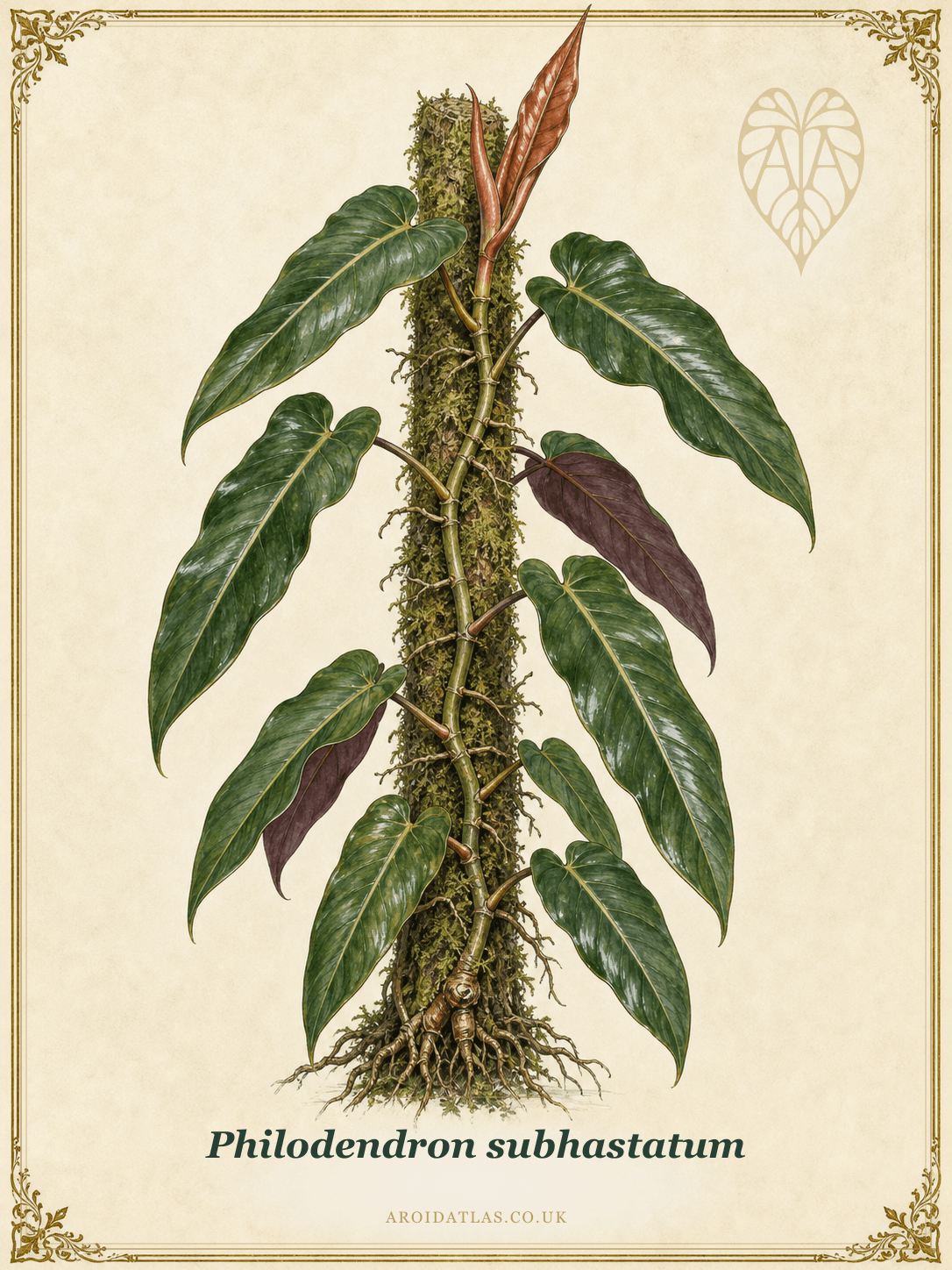 Arrow-Leaf Philodendron