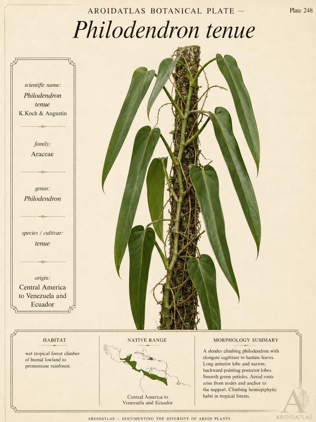 Ribbed Tenue Philodendron