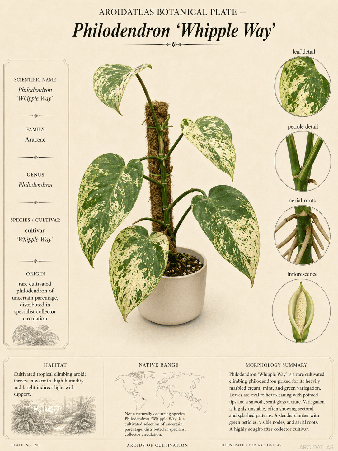 Philodendron 'Whipple Way'