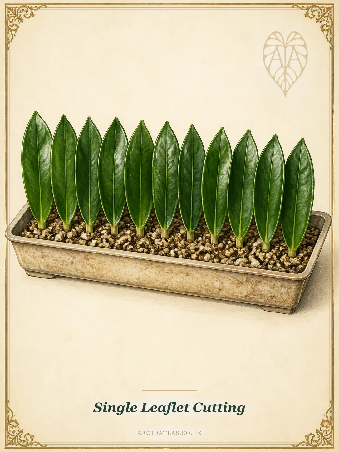 Single Leaflet Cutting (Slowest, Highest Yield)