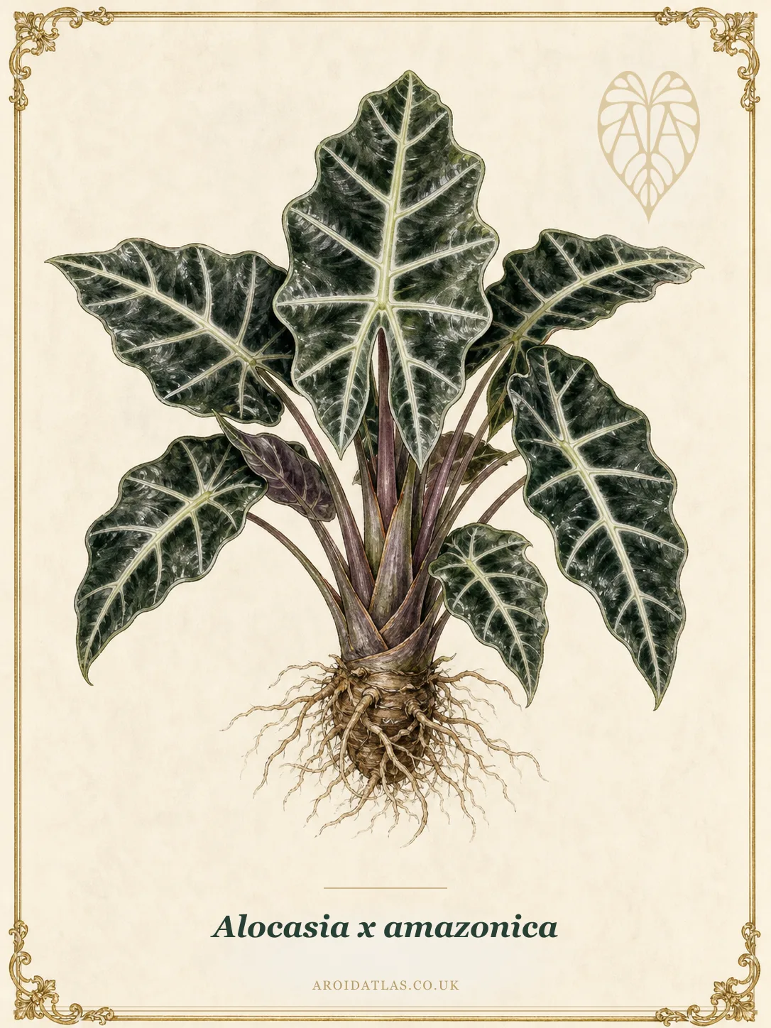 Full botanical plate of Alocasia × amazonica