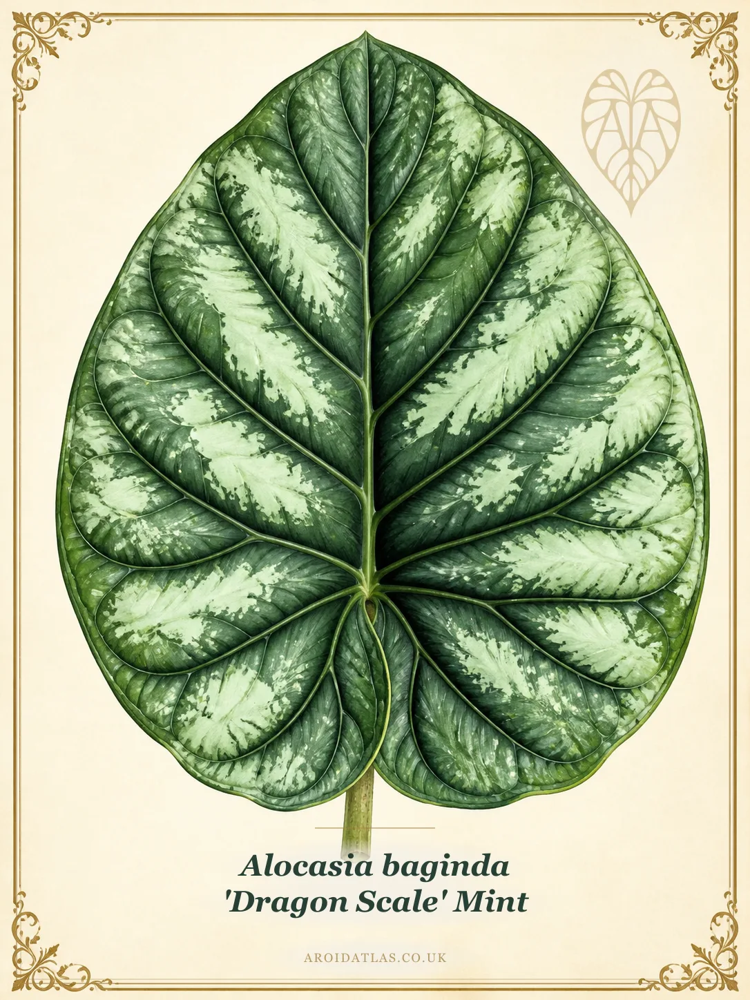 Alocasia baginda 'Dragon Scale' Mint (Marble Mint Dragon Scale) botanical specimen illustration