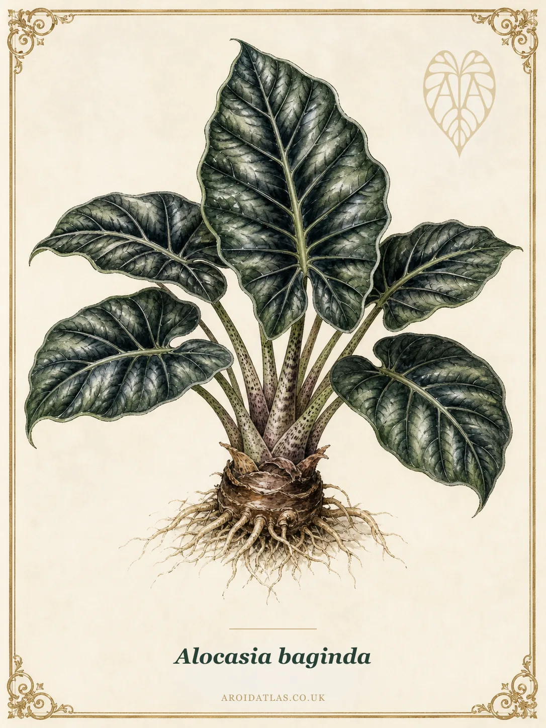 Full botanical plate of Alocasia baginda