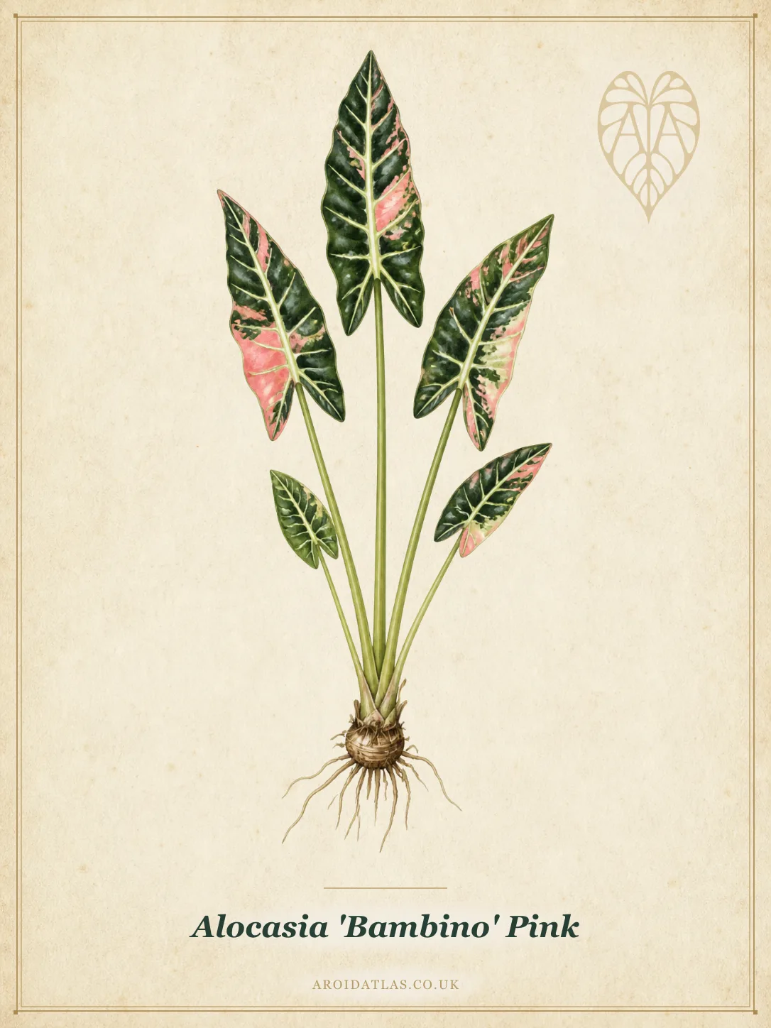 Pink Variegated Bambino