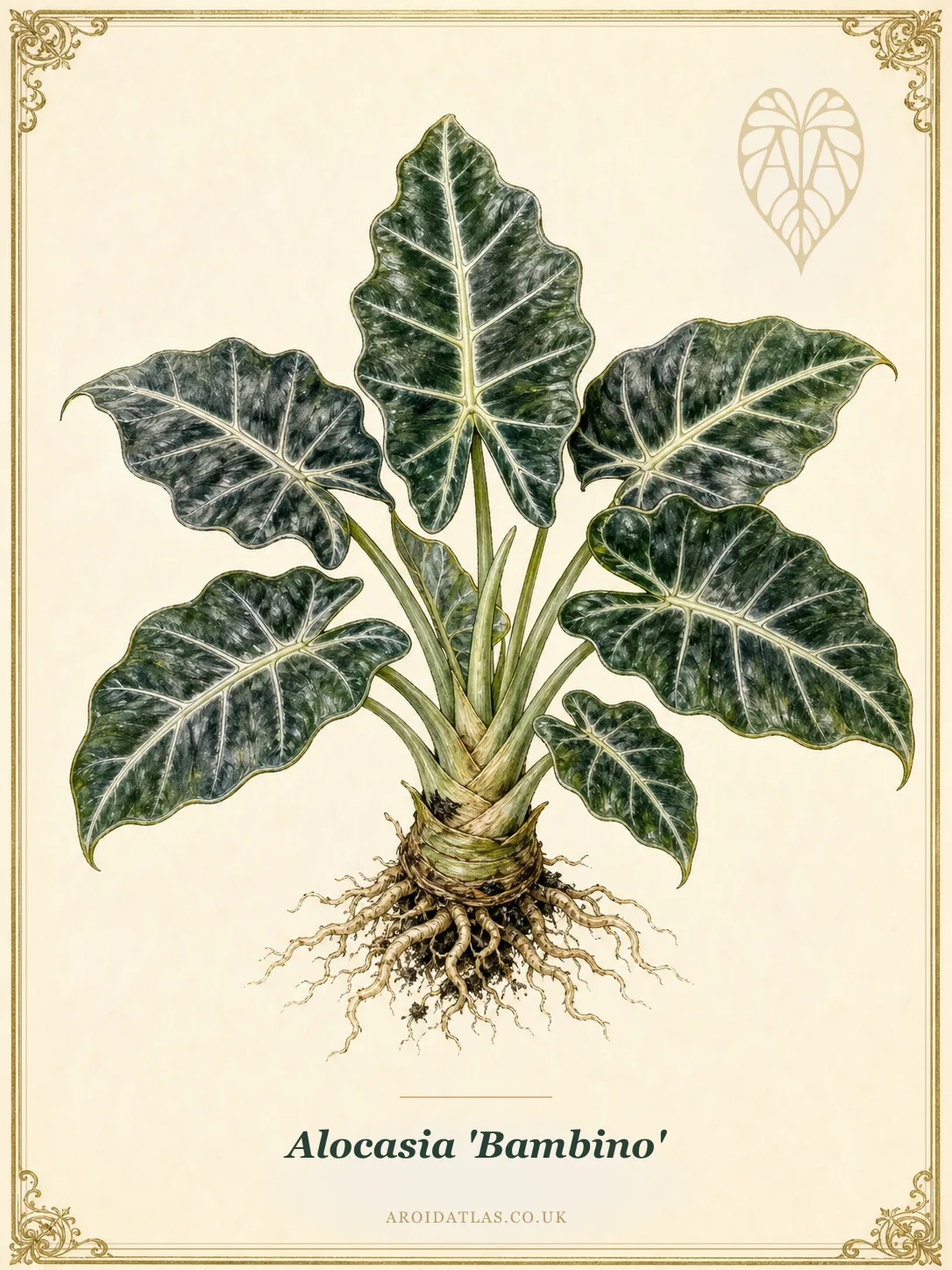 Botanical leaf study of Alocasia 'Bambino'
