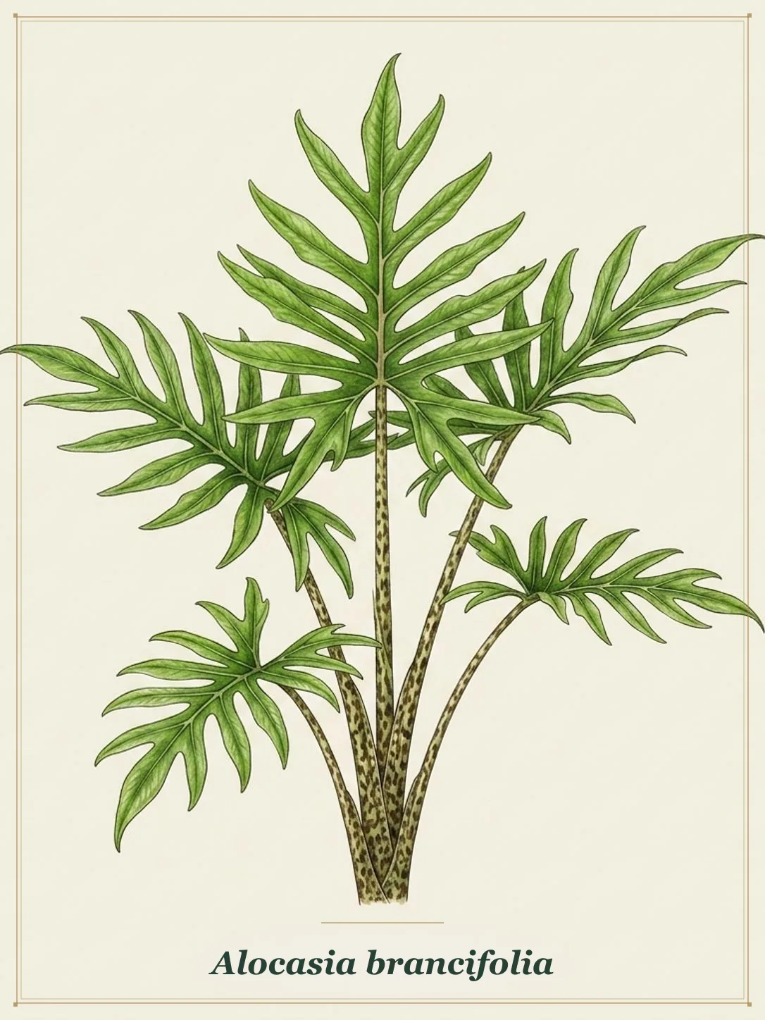 Alocasia brancifolia