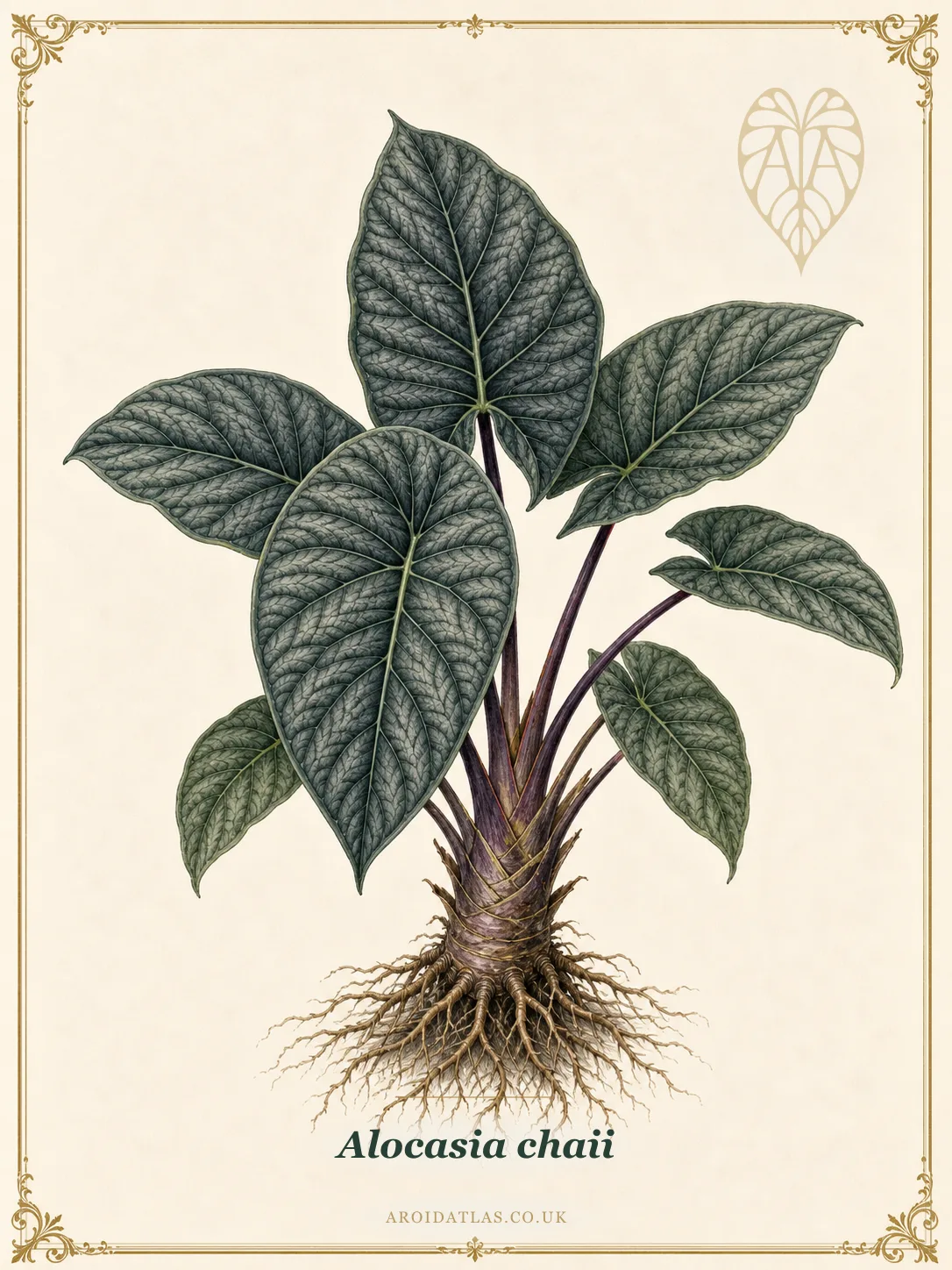 Alocasia chaii
