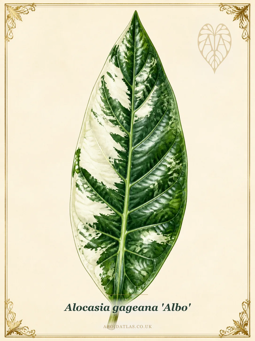 Alocasia gageana 'Albo' (Albo Gageana Alocasia) botanical specimen illustration