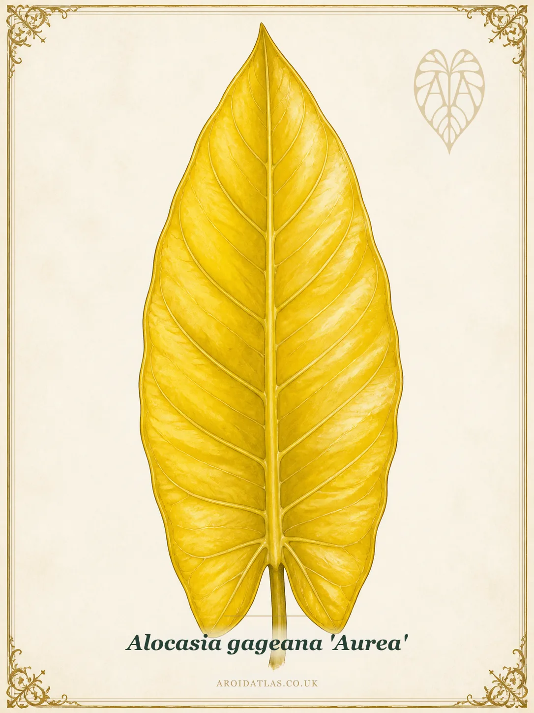Gageana Aurea