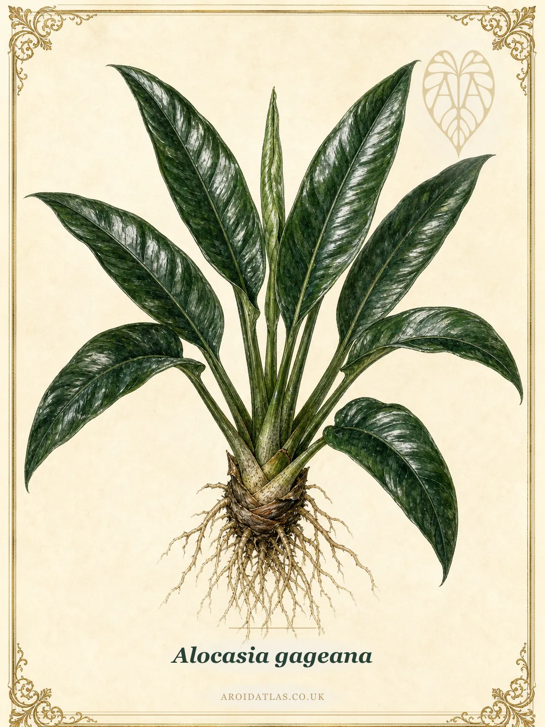 Full botanical plate of Alocasia gageana