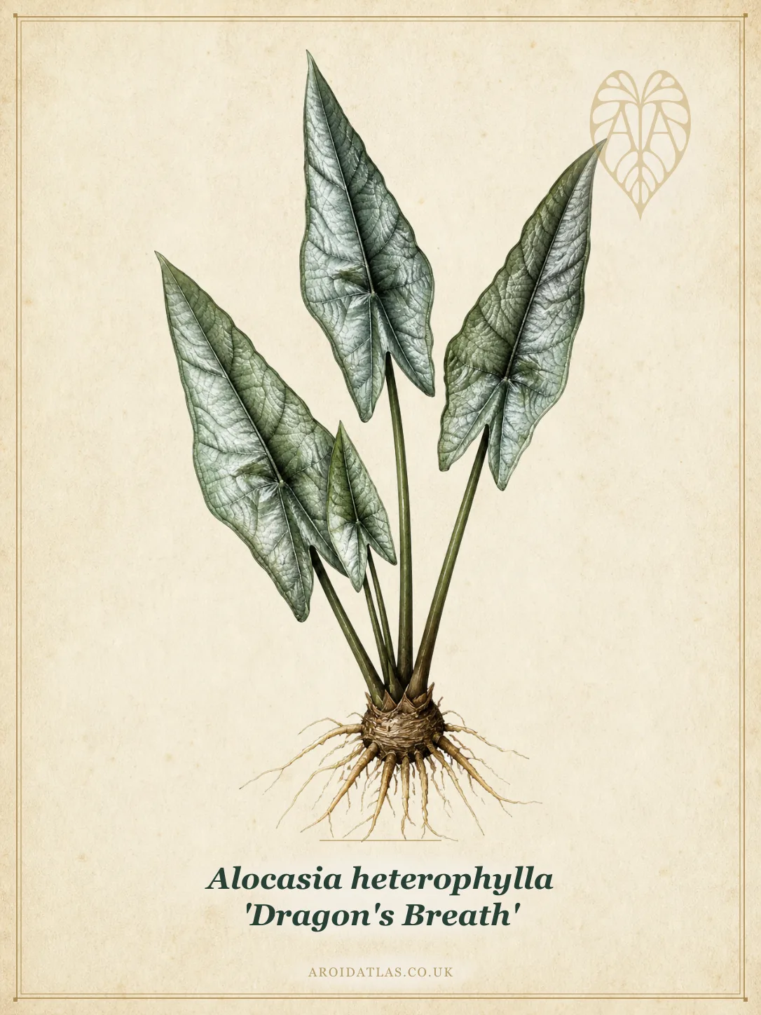 Alocasia heterophylla 'Dragon's Breath' (Dragon's Breath Alocasia) botanical illustration