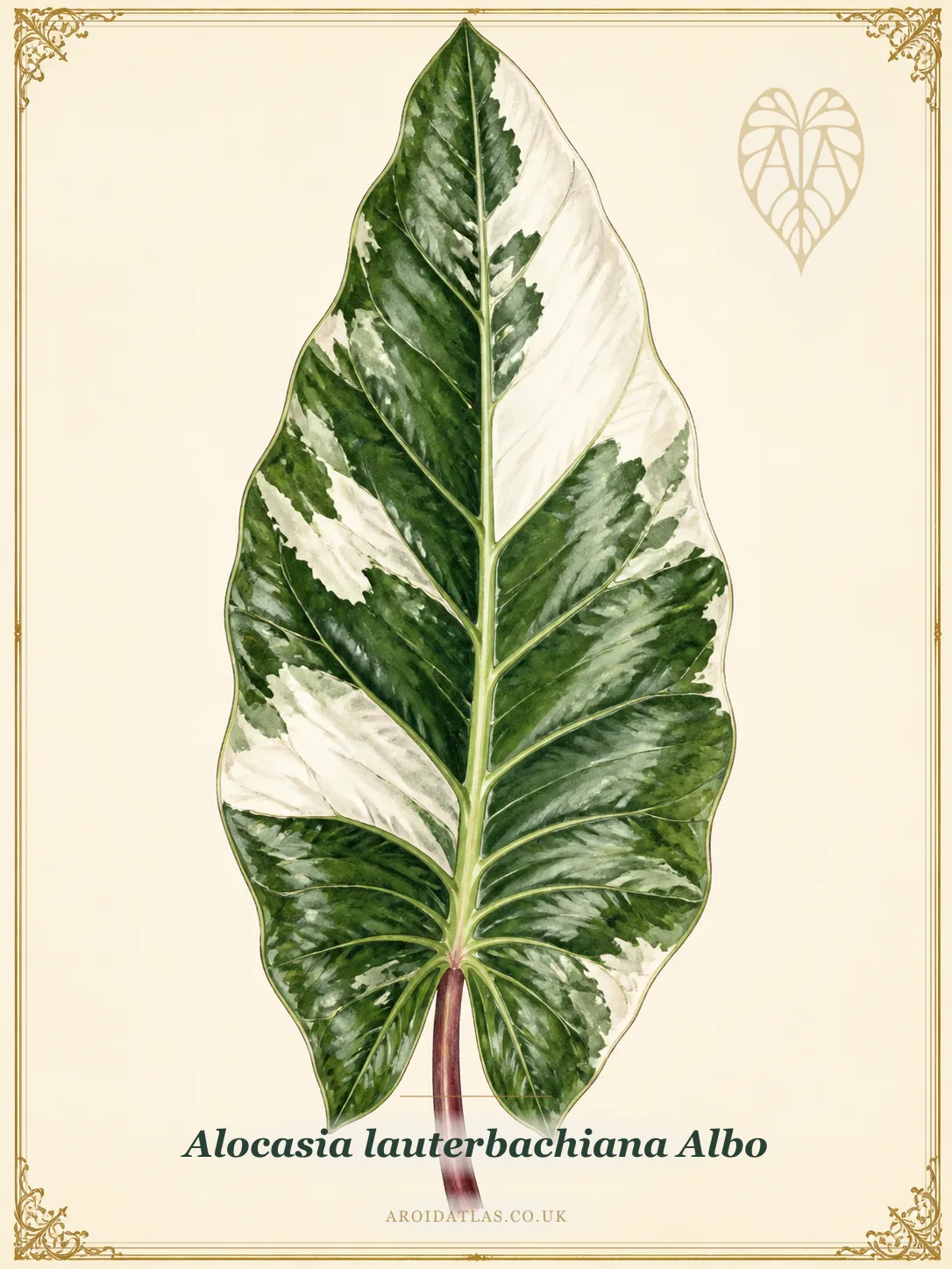 Albo Lauterbachiana Alocasia