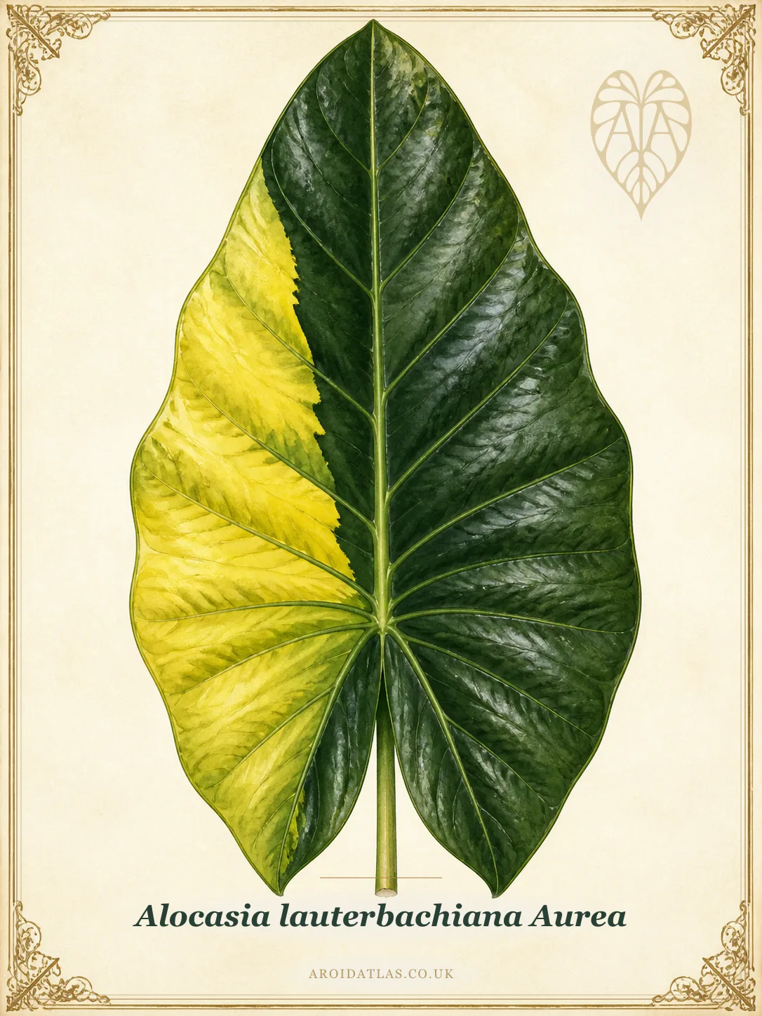 Alocasia lauterbachiana Aurea