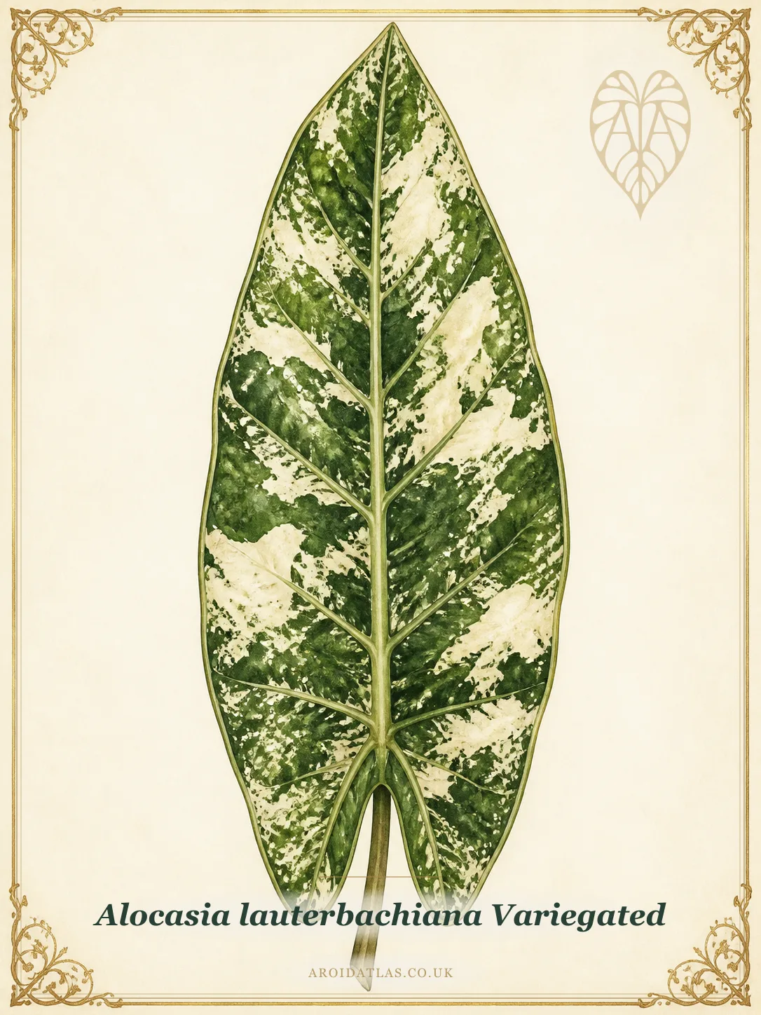 Alocasia lauterbachiana Variegated