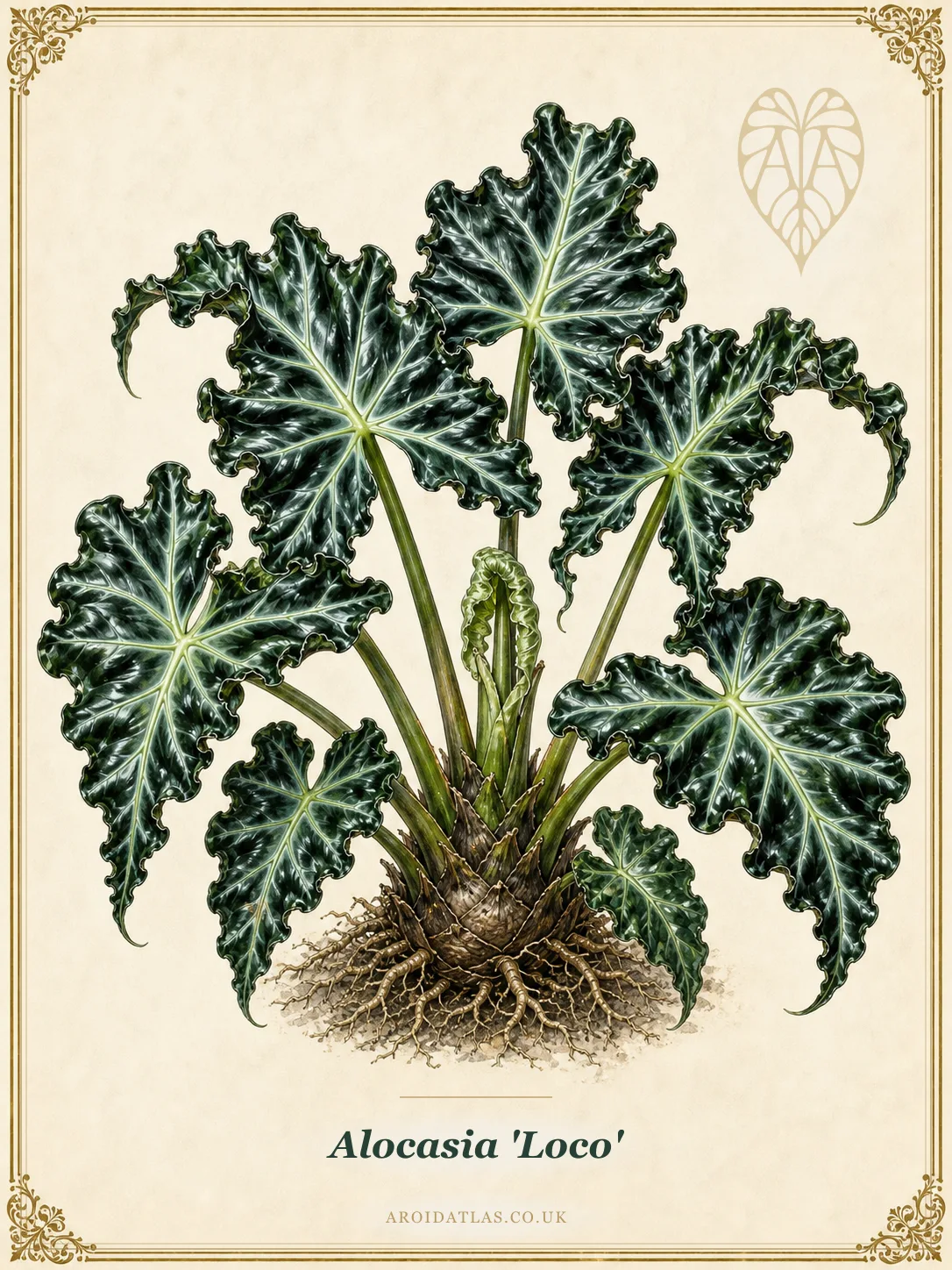 Loco Alocasia
