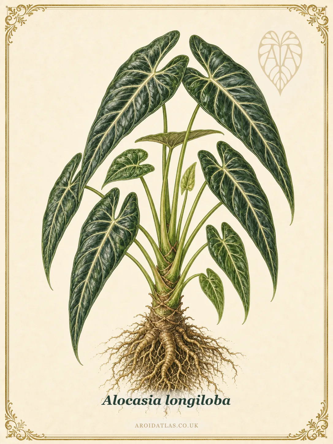 Alocasia longiloba Miq. (Alocasia longiloba) botanical specimen illustration