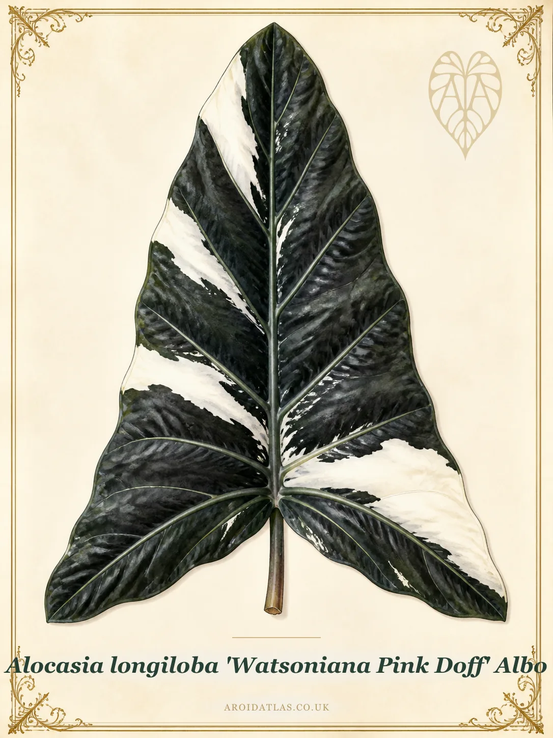 Alocasia longiloba 'Watsoniana Pink Doff' Albo (Albo Watsoniana Pink Doff) botanical illustration