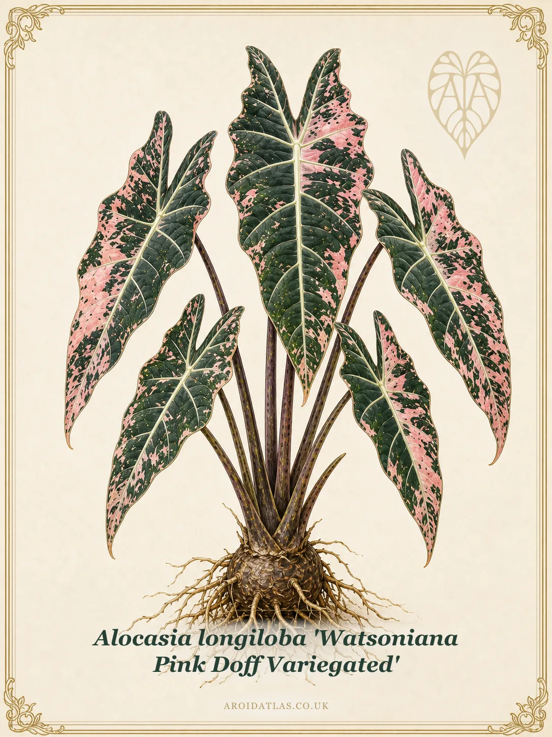 Botanical leaf study of Alocasia longiloba 'Watsoniana Pink Doff Variegated'