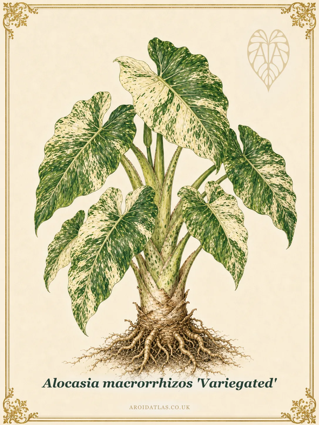 Alocasia macrorrhizos 'Variegated'