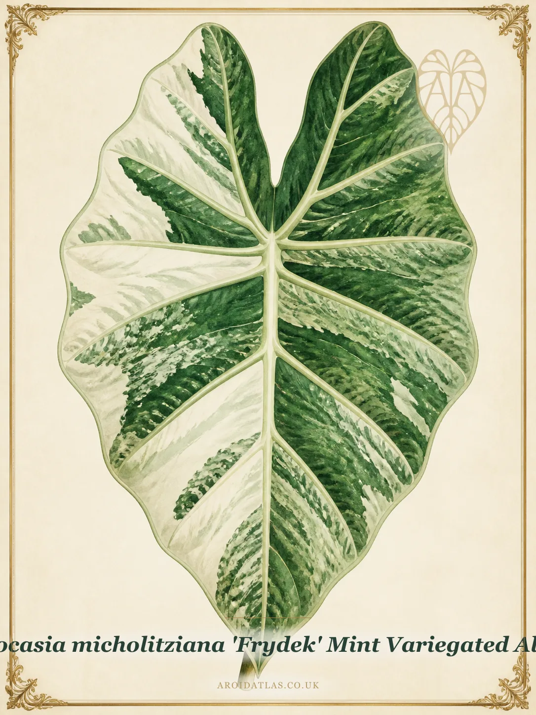 Alocasia micholitziana 'Frydek' Mint Variegated Albo (Albo Mint Variegated Frydek) botanical illustration