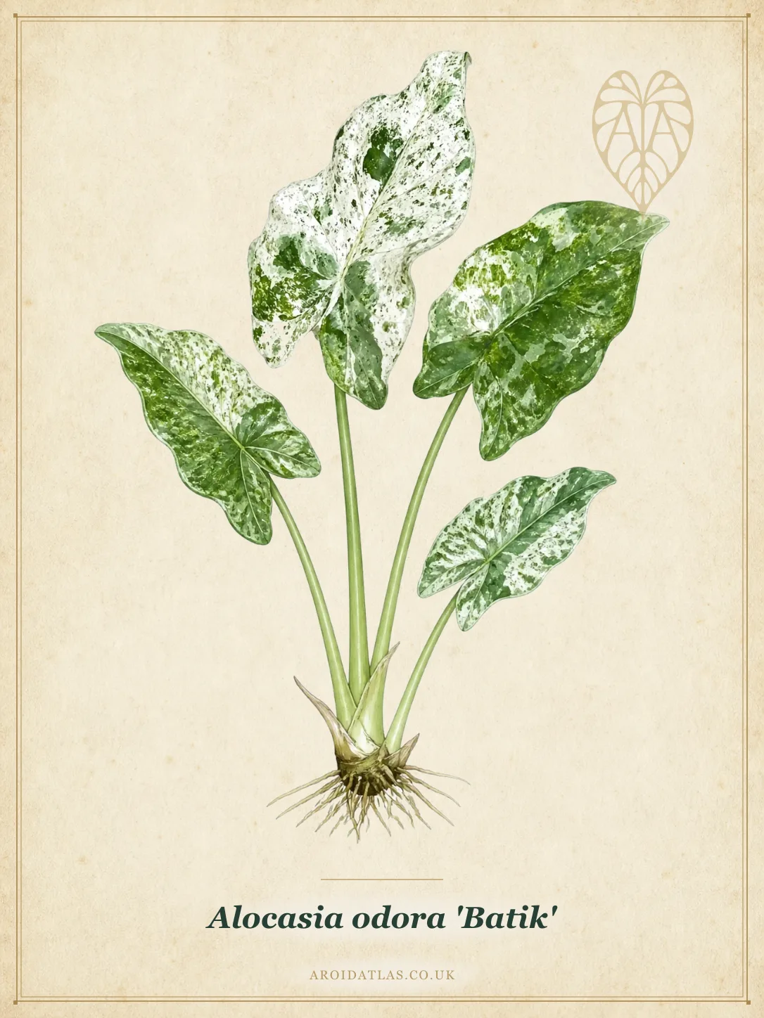 Alocasia odora 'Batik' (Batik Elephant Ear) botanical illustration