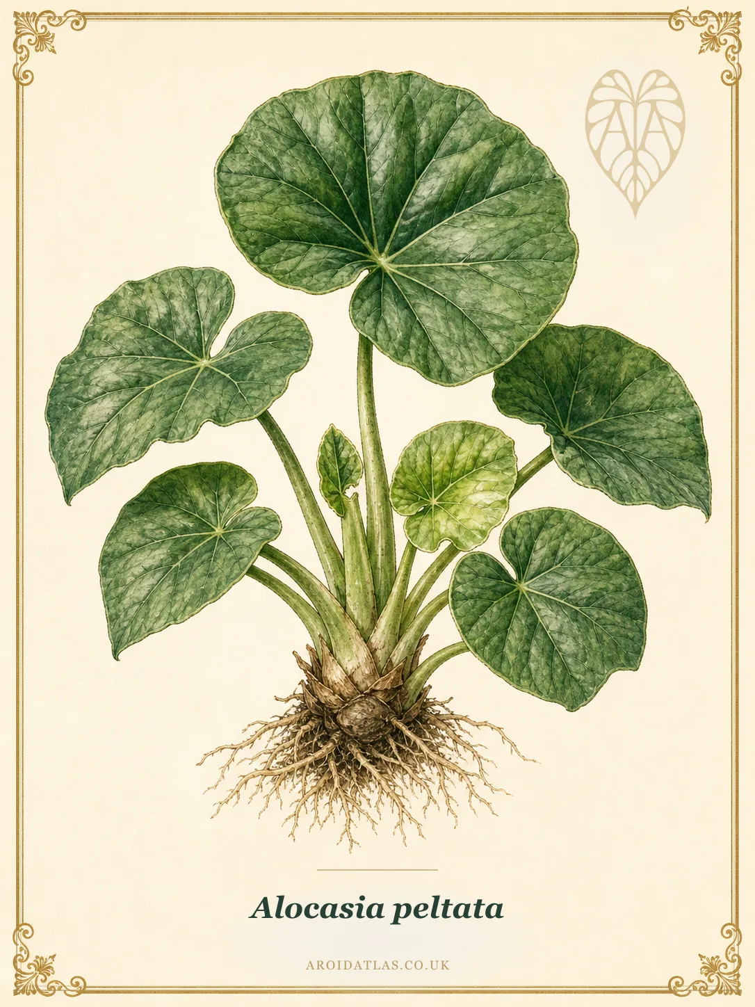 Alocasia peltata