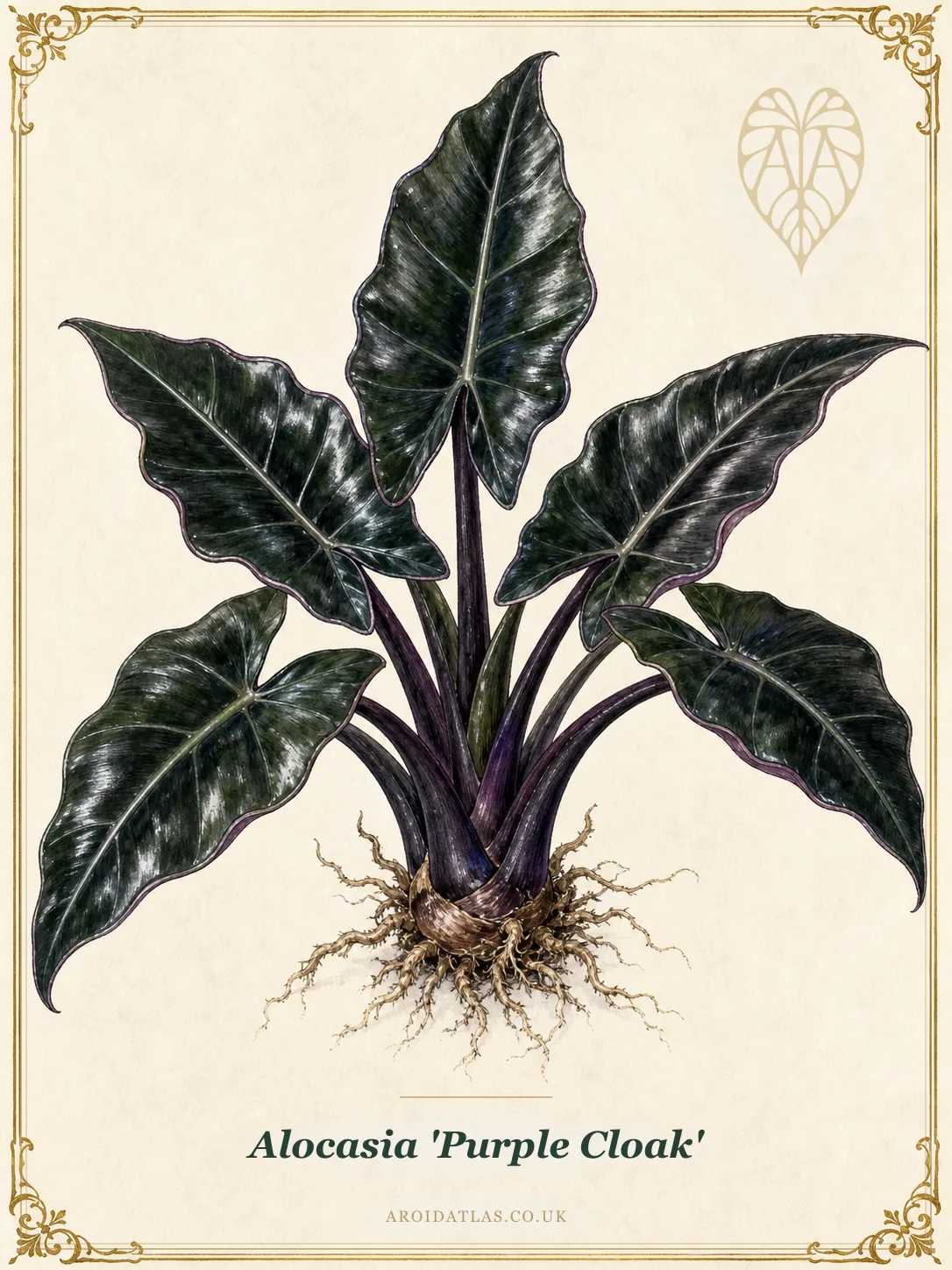 Alocasia 'Purple Cloak' (Purple Cloak Alocasia) botanical specimen illustration