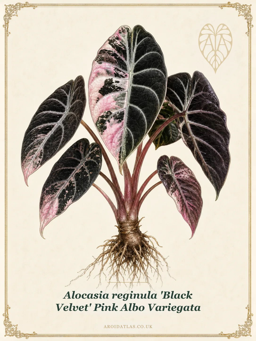 Alocasia reginula 'Black Velvet' Pink Albo Variegata
