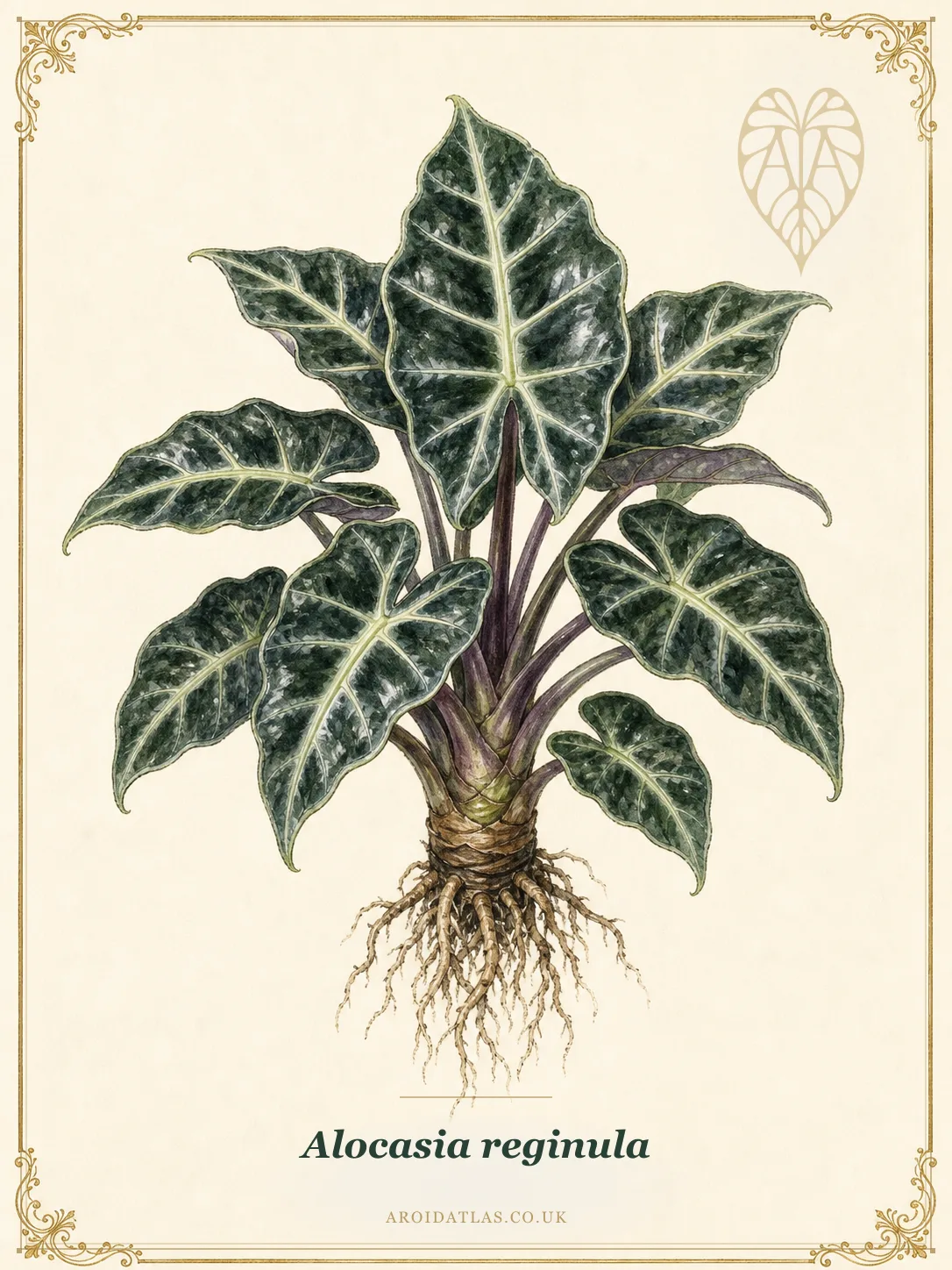 Black Velvet Alocasia