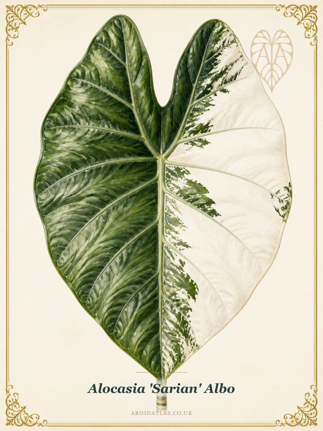 Alocasia 'Sarian' Albo