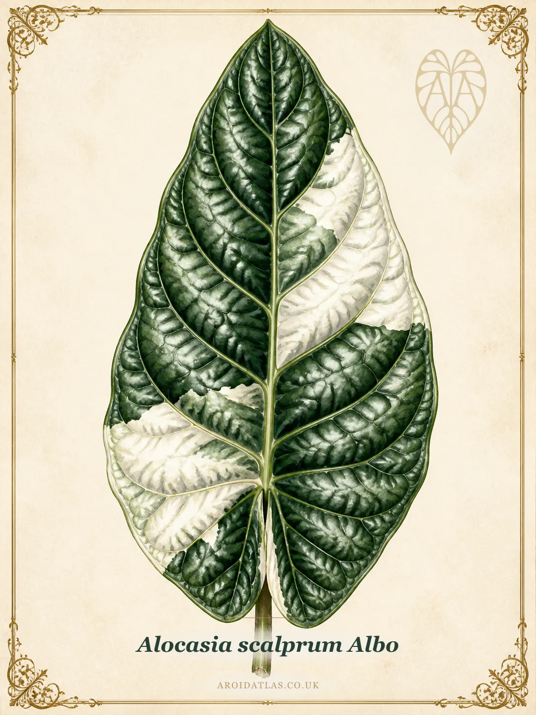 Albo Scalprum Alocasia