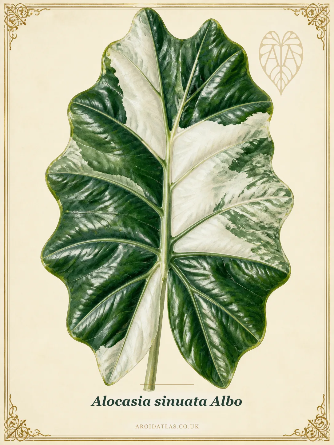 Alocasia sinuata Albo