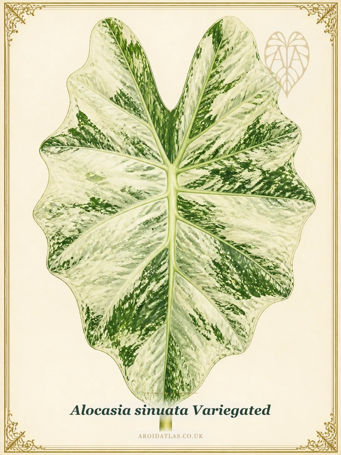 Alocasia sinuata Variegated